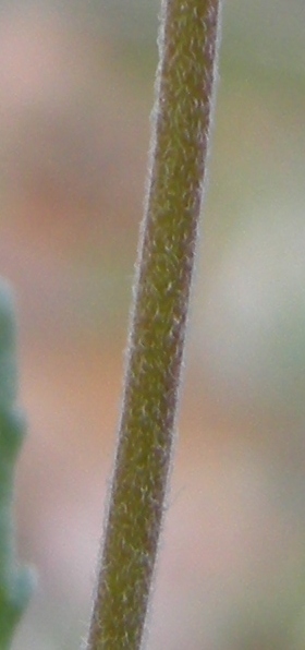 Veronica orsiniana